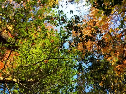 Fall Colors 7 Stock Photos