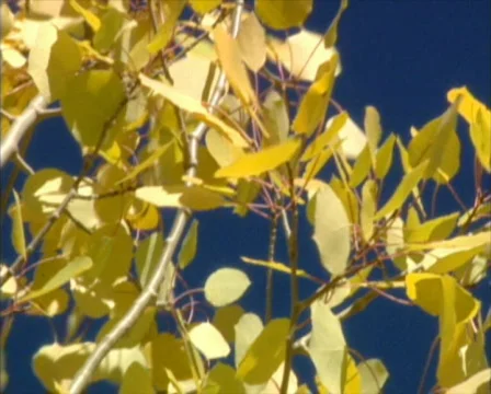 Fall Colors 72 - PAL Stock Footage 76442