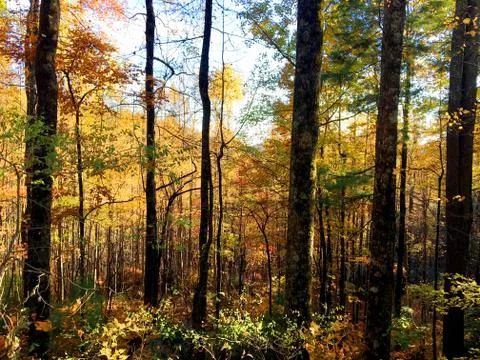 Fall Colors 9 Stock Photos