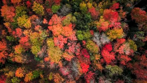 Fall colors aerial Stockfoto's