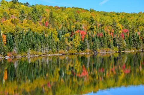 Fall Colors in Algonquin Stock Photos
