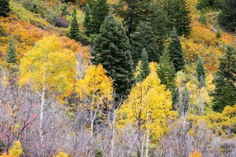 Fall colors of alpine mountainside 스톡 사진