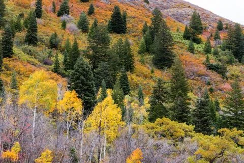 Fall colors of alpine mountainside Stock Photos