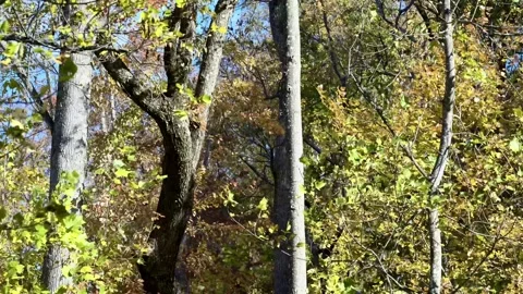 Fall colors and leaves falling in the October breeze Stock Footage 320250417