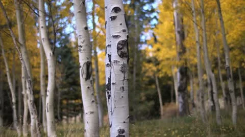 Fall Colors Aspen Bokeh Stock Footage 12265760