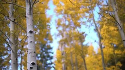 Fall Colors Aspen Tree Bokeh Stock Footage 12265816