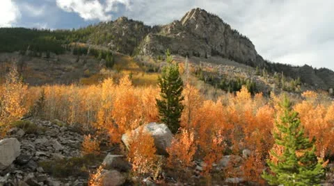 Fall colors aspen trees Stock Footage 12346289