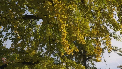 Fall colors on an autmn tree Stock Footage 104266697