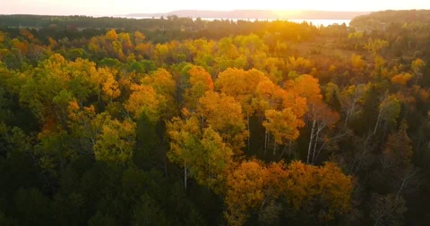 Fall colors birch stand rotation sunrise Stock Footage 256916023