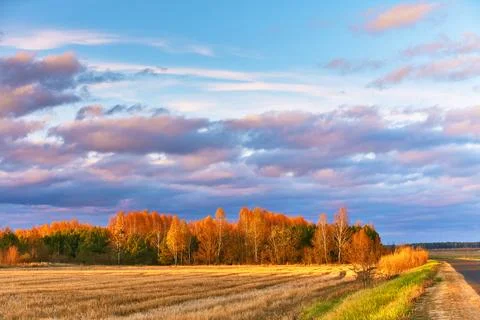 Fall colors birch trees. Empty harvested agriculture field, forest in dista.. Stock Photos