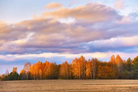 Fall colors birch trees. Empty harvested agriculture field, forest in dista.. Stock Photos