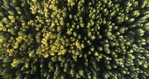 Fall Colors Birds Eye View Stock Footage 124630769