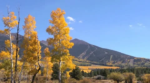 Fall Colors Blue Sky Stock Footage 12263011