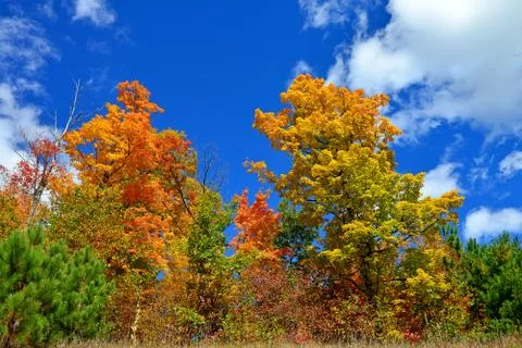 Fall Colors with Blue Sky Stock Photos
