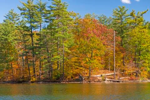 Fall Colors Breaking Through the Pines Stockfoto's