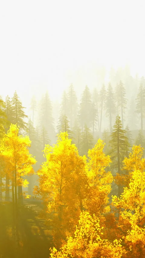 Fall colors brighten a forest during daylight in a natural setting Stock Footage 338390433