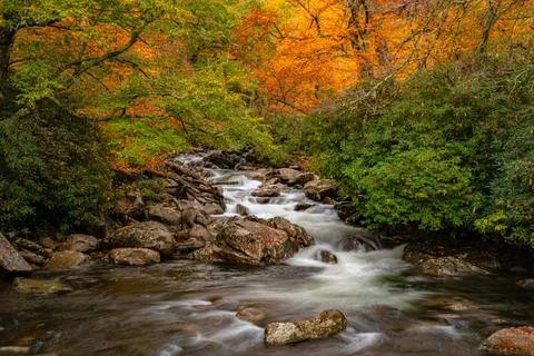 Fall Colors Changing Over West Prong little Pigeon River Fotos de archivo