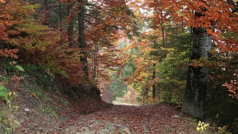 Fall colors city park Stock Footage 79338395