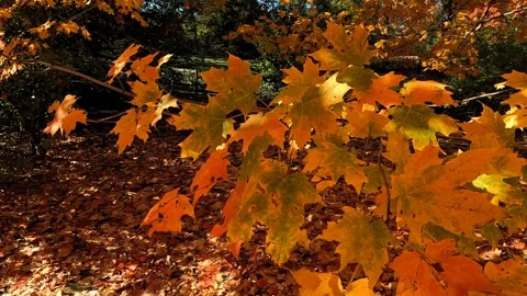 Fall Colors Close Up Stock Footage 320264360