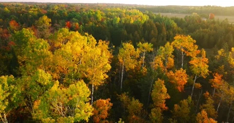 Fall colors close to trees yellow sunrise Stock Footage 256916043