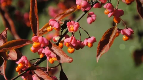 Fall Colors Collection: Rustic Wood, Pink Fruit, Foggy Path Stock Footage 346196330