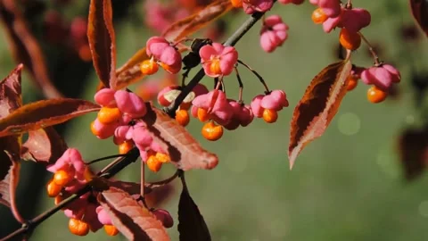 Fall Colors Collection: Rustic Wood, Pink Fruit, Foggy Path Stock Footage 346196333
