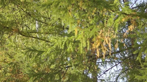 Fall colors, coniferous spruce 库存影片 42126744