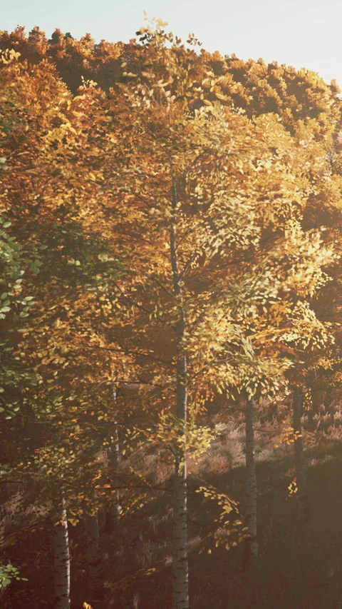 Fall colors cover the trees in a forest during sunset near a grassy area Stock Footage 338417347