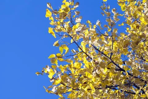 Fall colors deciduous tree golden yellow leaves against a bright blue sky Stock Photos