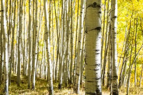 Fall colors on deciduous trees in Keebler Pass, Colorado Stock Photos