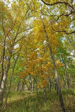 Fall Colors Deep in the Forest 스톡 사진