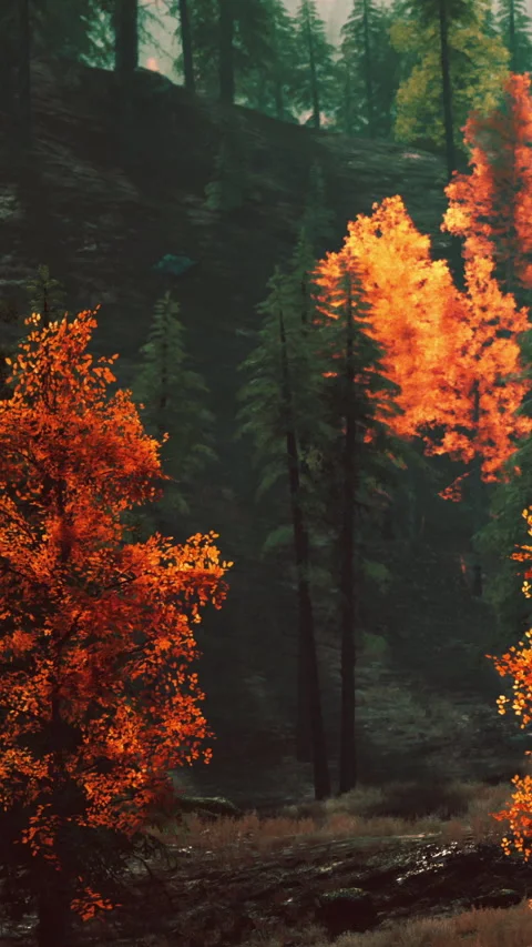 Fall colors displayed in a forest with tall trees and vivid leaves Stock Footage 340897876