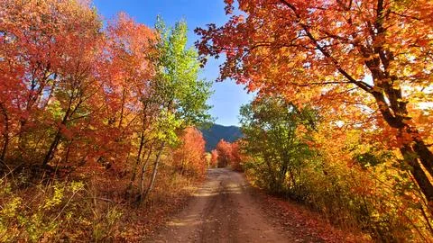 Fall colors down a dirt road in the Cub River Area Fotos Stock