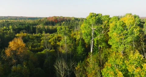 Fall colors flying along trees Stock Footage 256916048