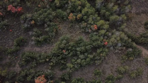 Fall Colors flyover Vídeos de archivo 95141324