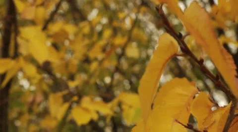 Fall Colors Stock-Footage 8986710