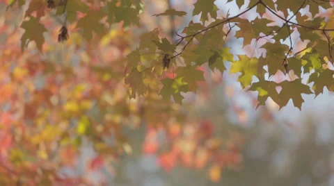 Fall Colors Stock Footage 32254909