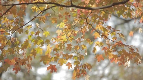 Fall Colors Stock Footage 32254927
