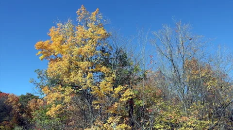 Fall Colors. Stock Footage 43008526