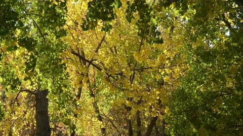 Fall Colors Stock Footage 54754896