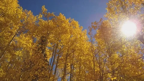 Fall Colors Stock Footage