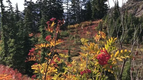 Fall Colors Stock Footage 115659914