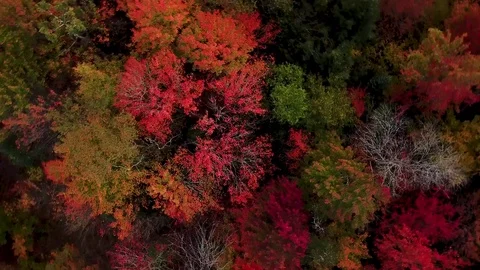 Fall colors in forest aerial Stock Footage 81337264