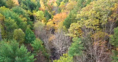 Fall colors in a forest in Maine, view from above Stock Footage 197541562