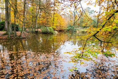 Fall colors in forest with pond Foto stock