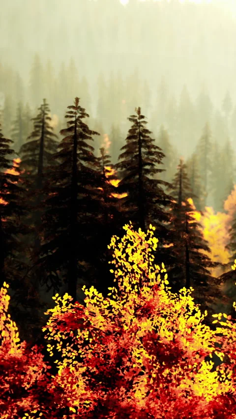 Fall colors in a forest showcasing trees and leaves in the morning light Stock Footage 339511352