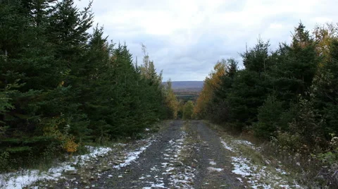 Fall Colors Forest Timelapse- Mixed Deciduous Stock Footage 64368867