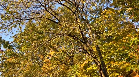 Fall Colors in Forest.mp4 Stock Footage 50507421