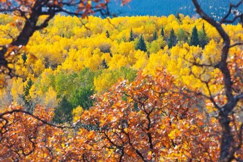 Fall colors framed Stock Photos