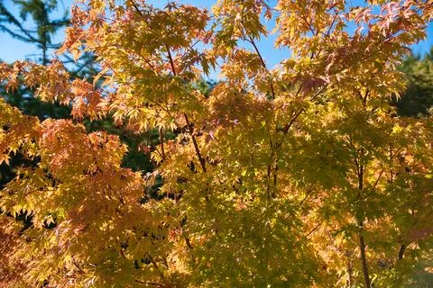 Fall colors in Gardens of Oregon with trees and bright sky Stock Photos